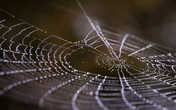 Çiy damlalı örümcek ağı.