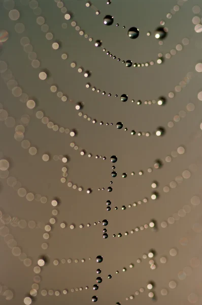 Cobweb avec gouttes de rosée. — Photo