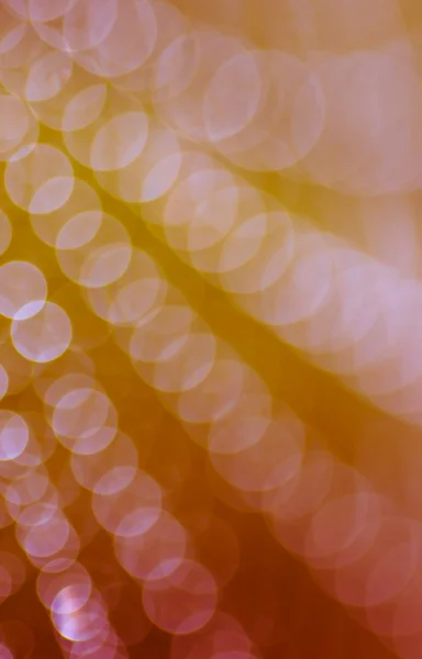 Çiy damlalı örümcek ağı.