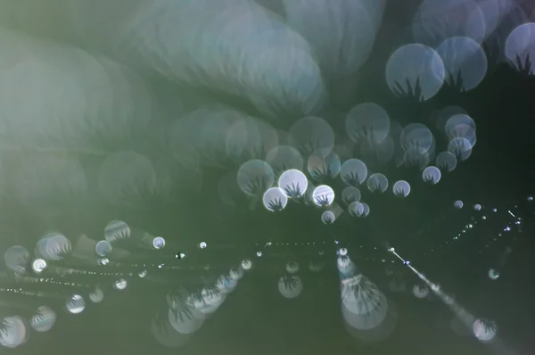 Çiy damlalı örümcek ağı.