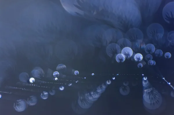 Çiy damlalı örümcek ağı.