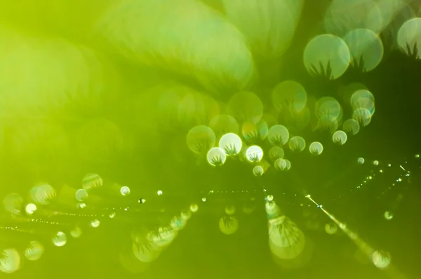 Çiy damlalı örümcek ağı.