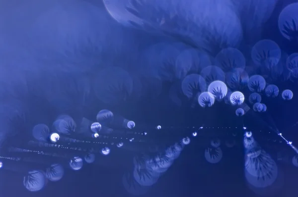 Çiy damlalı örümcek ağı.