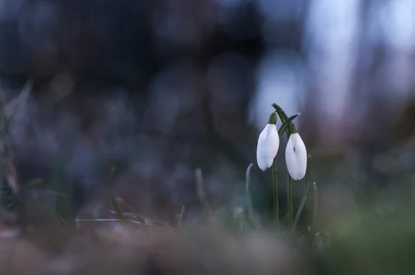 Snowdrops berpasangan — Stok Foto