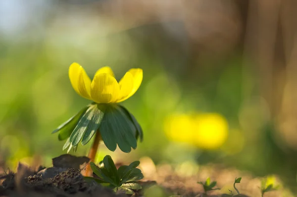 düğün çiçeği çiçek (kış bilinen)