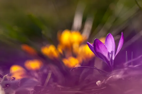 Jarní krokusy — Stock fotografie