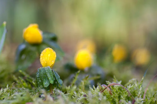 キンポウゲの花 (冬のトリカブト) — ストック写真
