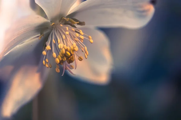 Ivory tenten rose, hellebore — Stock Photo, Image