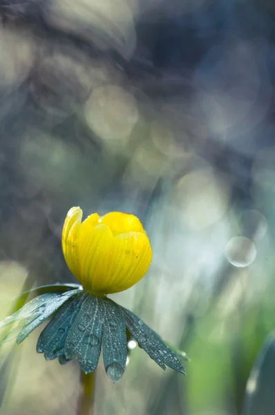 düğün çiçeği çiçek (kış bilinen)