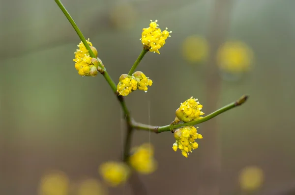 Yağmurda çiçekli dogwoods