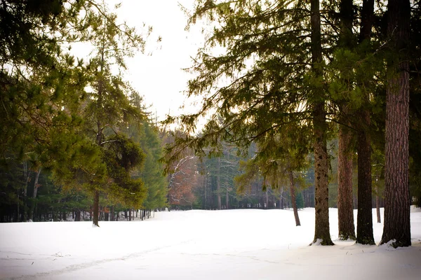 Kış ağaç manzarası