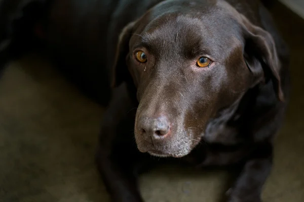 çikolata labrador
