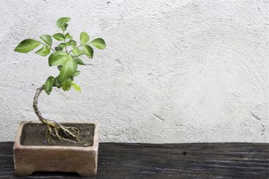 bonsai ağacı çimento duvar