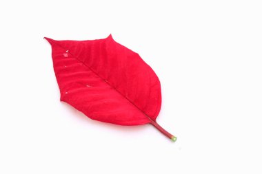 beyaz arkaplanda kırmızı yaprak