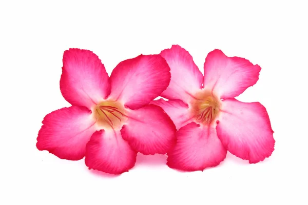 Pink bignonia — Stock Photo, Image