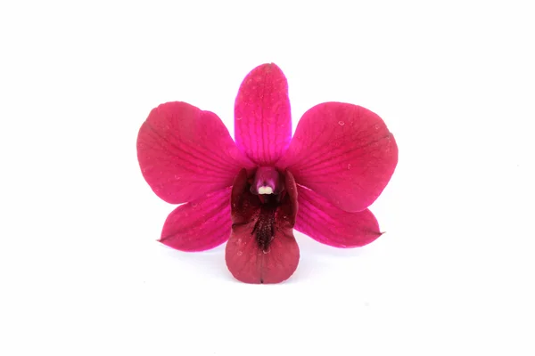 Orchidea rossa, fiore — Foto Stock