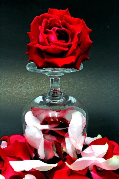 Rosa e vetro — Foto Stock