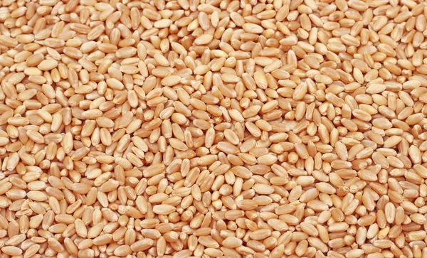 小麦种子 — 图库照片