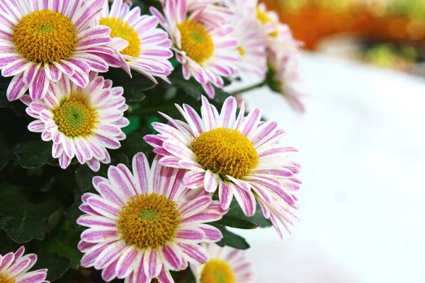Little Aster — Stock Photo, Image