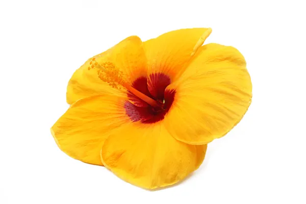 Gul hibiskus — Stockfoto