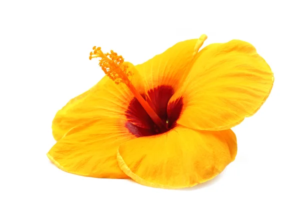 Gele hibiscus — Stockfoto
