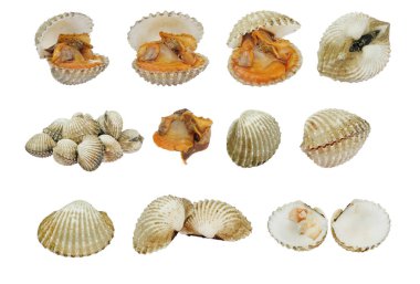 Taze midyeler, kabuklu deniz ürünleri beyaz arka planda izole edilmiş.