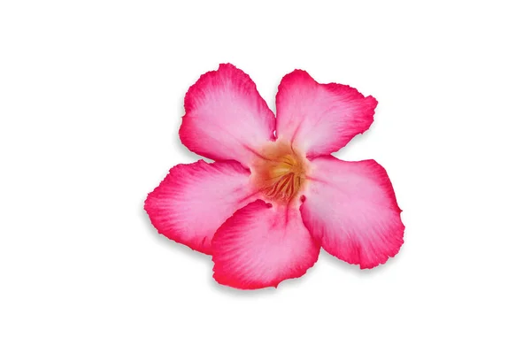 Närbild Tropiska Blomman Rosa Adenium Öknen Steg Isolerad Vit Bakgrund — Stockfoto