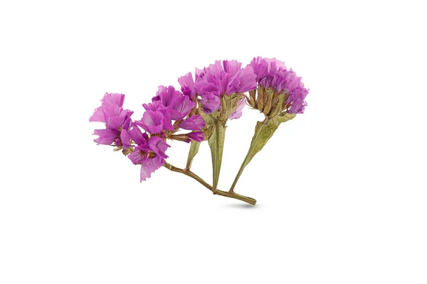 Purple Dry Flower Sui Flower White Background — Stockfoto