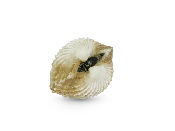 Cockles Frescos Cockleshell Marisco Isolado Fundo Branco — Fotografia de Stock