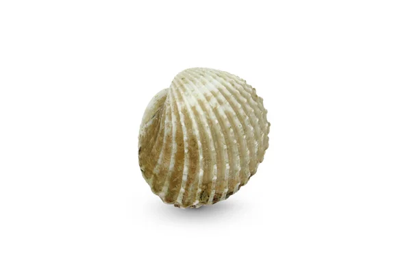 Fresh Cockles Cockleshell Seafood Isolate White Background — Stock Photo, Image