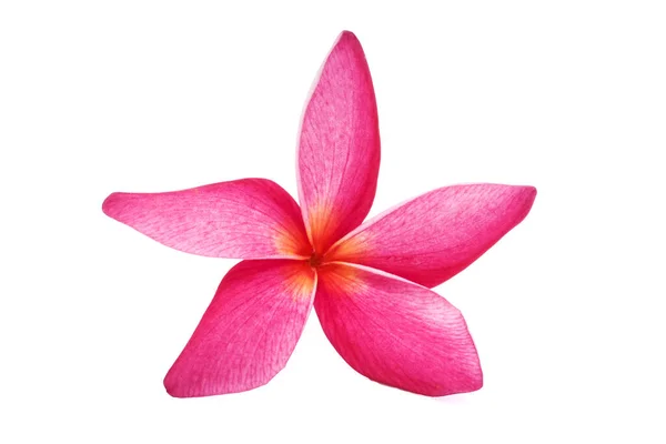 Rosa Tropiska Blommor Frangipani Plumeria Isolerad Vit Bakgrund — Stockfoto