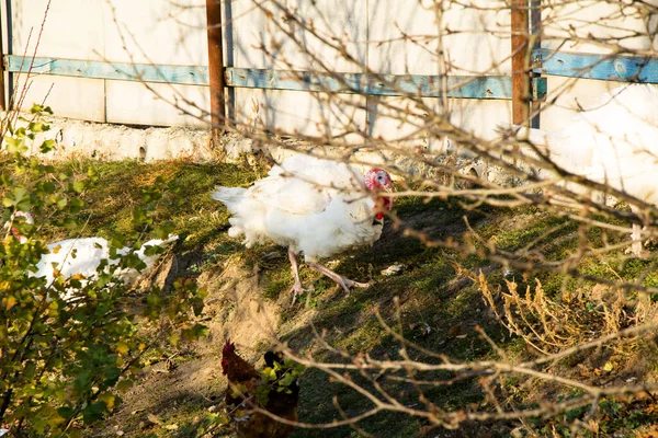 White Turkeys Graze Green Grass — Stock Photo, Image