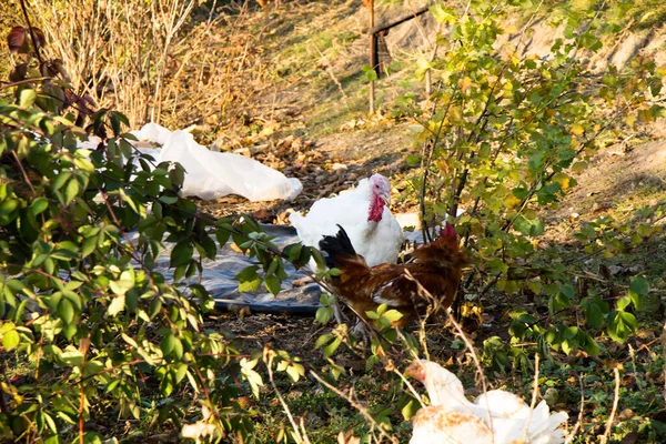 Les Dindes Blanches Pâturent Sur Herbe Verte — Photo