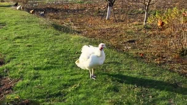 緑の芝生の上で白い七面鳥の放牧 — ストック動画