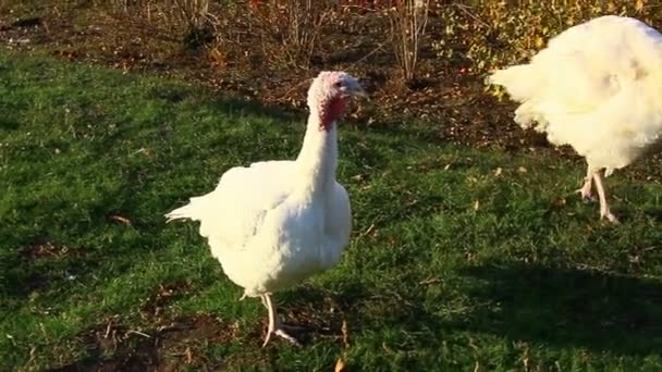 Witte Kalkoenen Grazen Groen Gras — Stockvideo