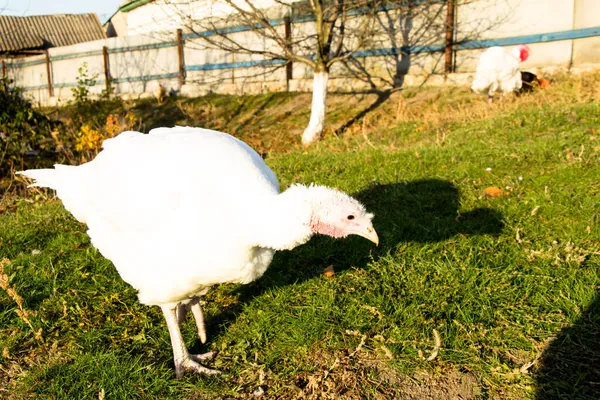 Les Dindes Blanches Pâturent Sur Herbe Verte — Photo