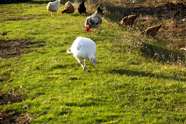 Pavo Blanco Pastando Sobre Hierba Verde —  Fotos de Stock