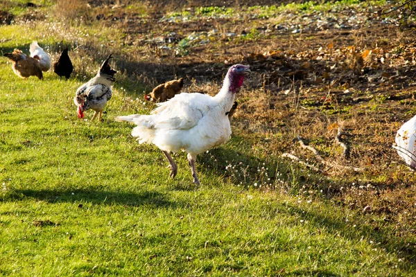 緑の芝生の上で白い七面鳥の放牧 — ストック写真