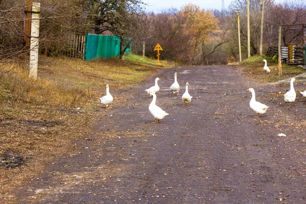 Ein Schwarm Weißer Gänse Auf Der Fahrbahn — Stockfoto