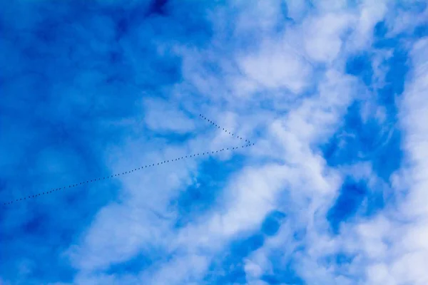 Keys Migratory Birds Visible Blue Sky — Stock Photo, Image