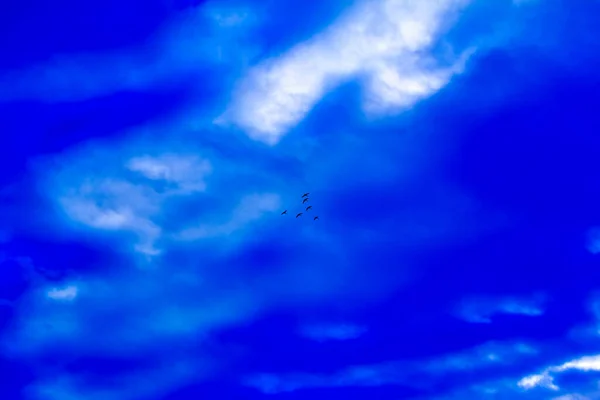 Couple Three Swans Flying Blue Sky Ukraine — стокове фото