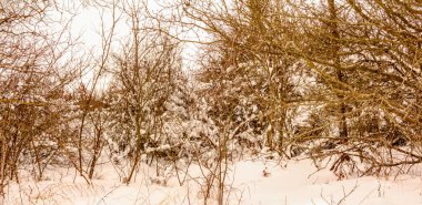 Bulutlu kış aralık günü Ukrayna