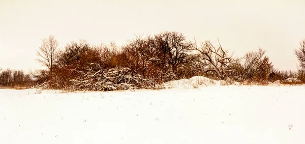 曇った冬の12月の日ウクライナ — ストック写真