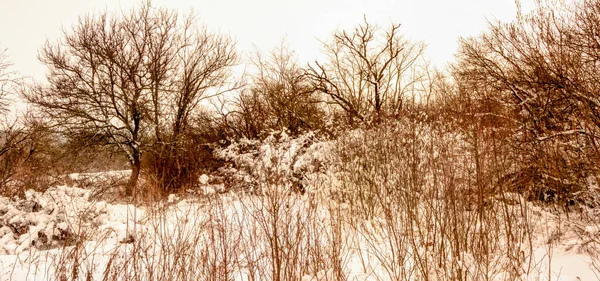 Cloudy Winter December Day Ukraine — Stock Photo, Image