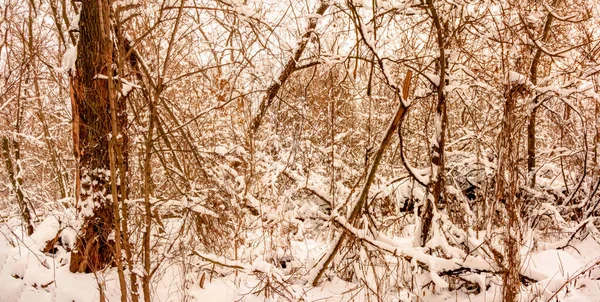 Νεφελώδης Ημέρα Του Χειμώνα Δεκέμβριος Ουκρανία — Φωτογραφία Αρχείου