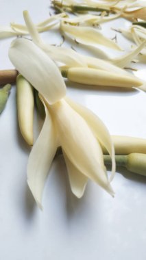 Beyaz arkaplanda Beyaz Michelia Alba Çiçeği ya da Michelia Champaca Çiçeği 'nin Güzel Çiçeği.