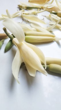 Beyaz arkaplanda Beyaz Michelia Alba Çiçeği ya da Michelia Champaca Çiçeği 'nin Güzel Çiçeği.