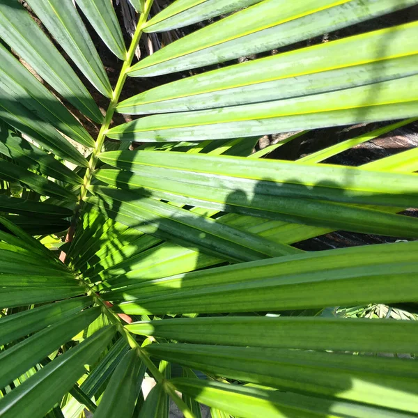 Red Palm Cyrtostachys Lakka Becc Popular Ornamental Plant Commonly Found — Photo