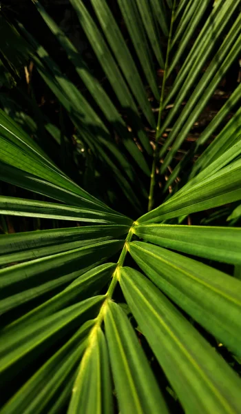 Red Palm Cyrtostachys Lakka Becc Popular Ornamental Plant Commonly Found — Stockfoto