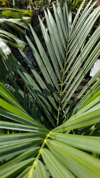 Red Palm Cyrtostachys Lakka Becc Popular Ornamental Plant Commonly Found — ストック写真